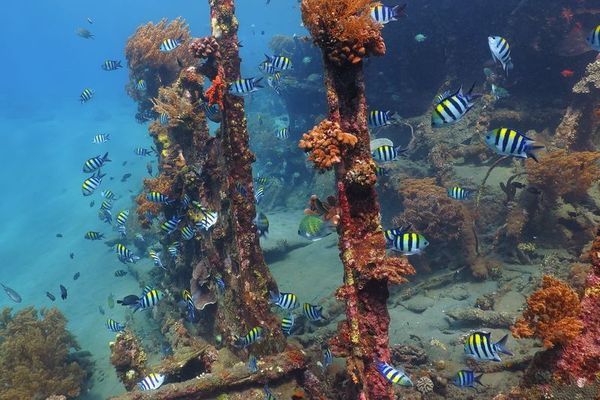 Snorkeling à Amed Bali