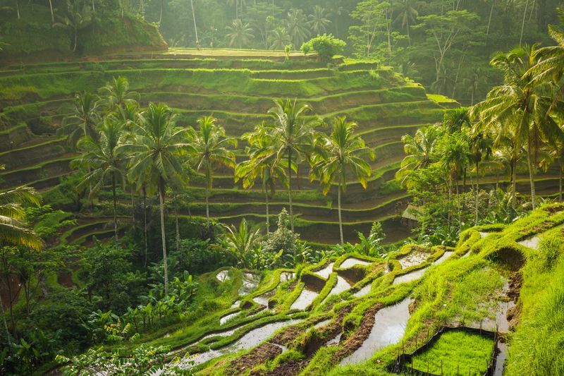 Rizières Bali - Itinéraire 10 jours
