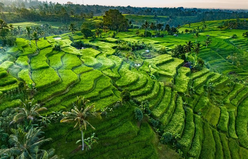 Rizières Jatiluwih