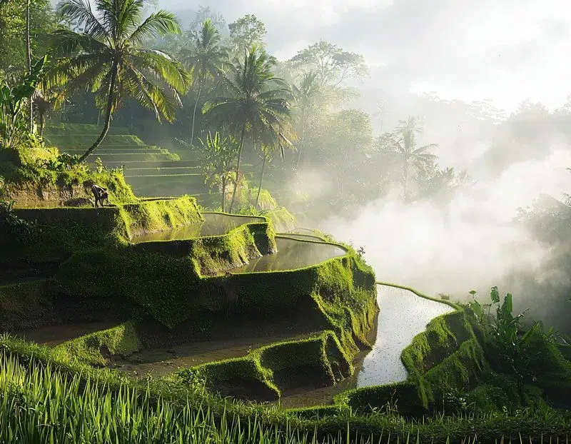 Rizière Ubud