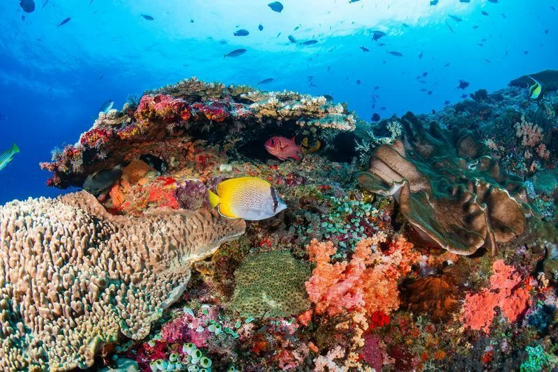 Snorkeling à Nusa Penida Bali