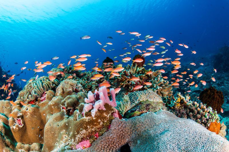 Snorkeling à Nusa Penida