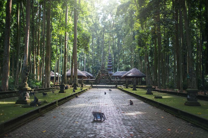 Monkey Forest à Bali