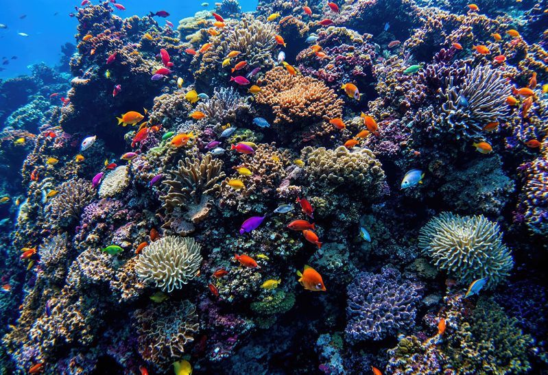 Snorkeling à Candidasa Bali