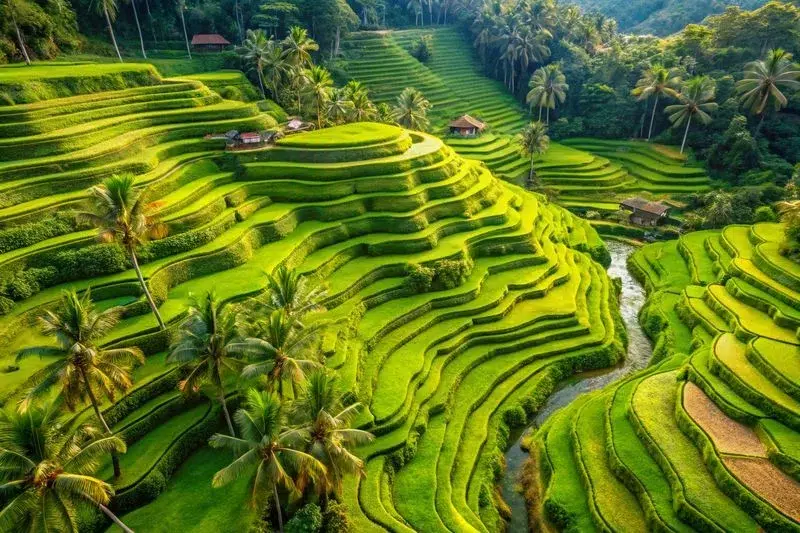Rizière Ubud