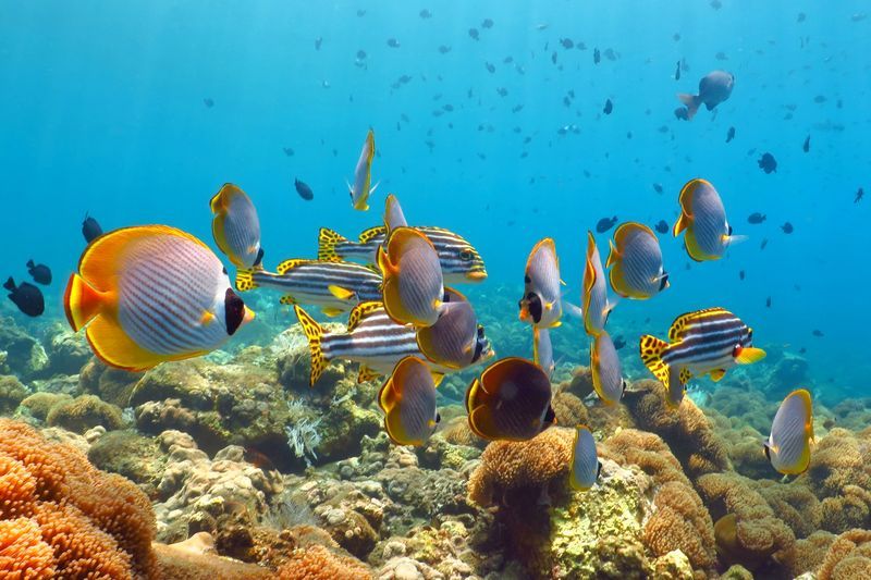 Snorkeling à Tulamben