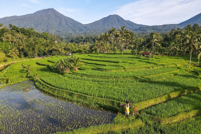 Bali - Rizières de Jatiluwih