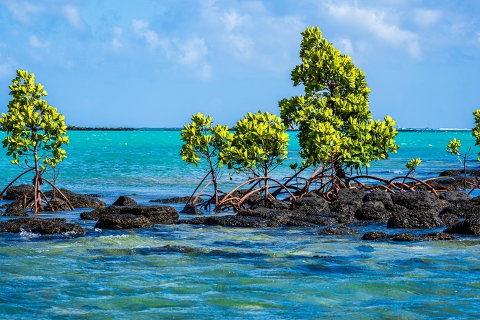 Mangrove