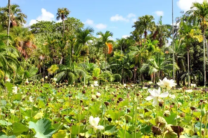 Fleurs jardin botanique 