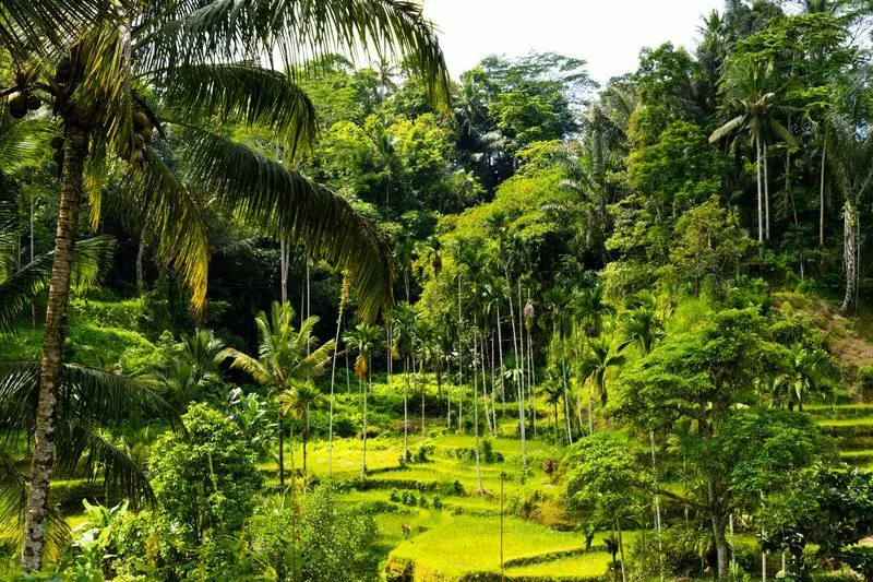 Rizières de Tegallalang