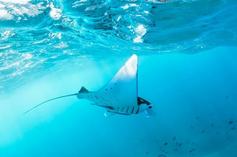 Raies manta à Nusa Penida