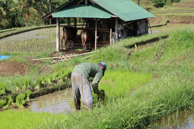 Randonnée dans les rizières Jatiluwih
