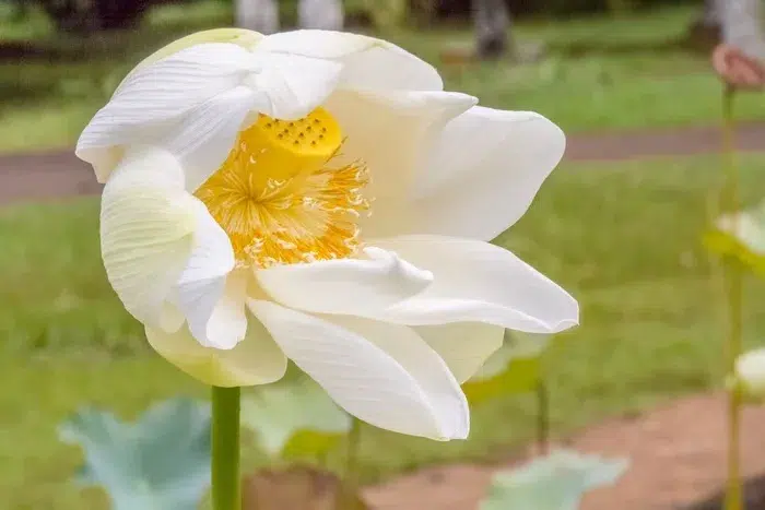 Fleur de Lotus Jardin botanique 