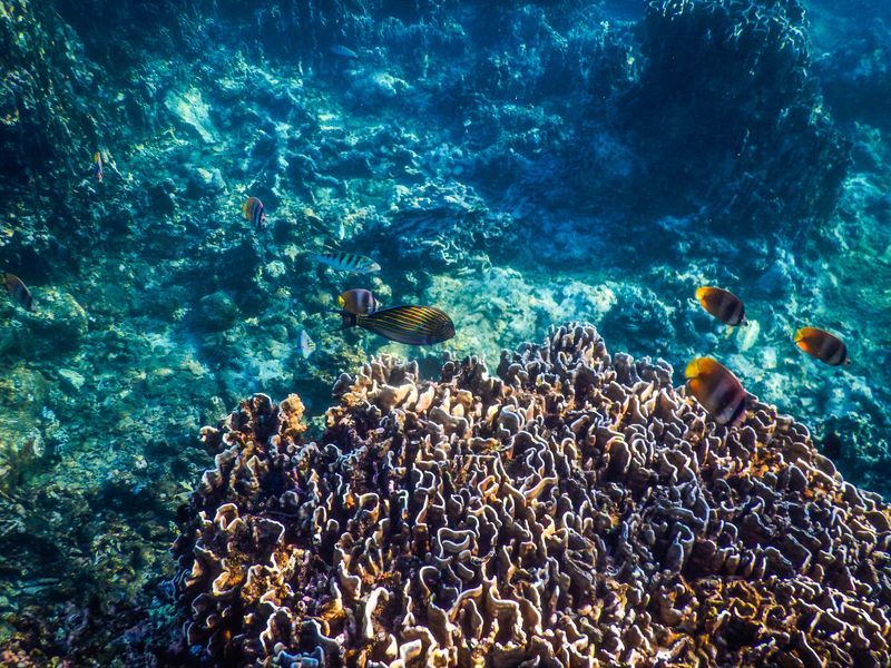 Snorkeling à Lovina
