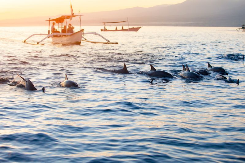 Dauphins à la plage de Lovina