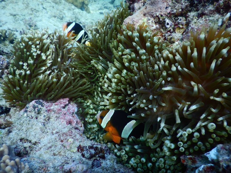 Snorkeling à Padangbai