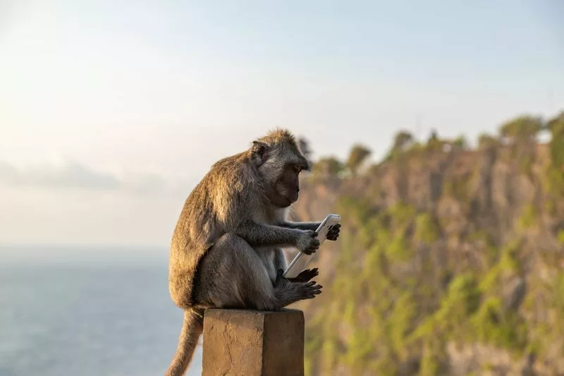 Singe avec un téléphone à Bali