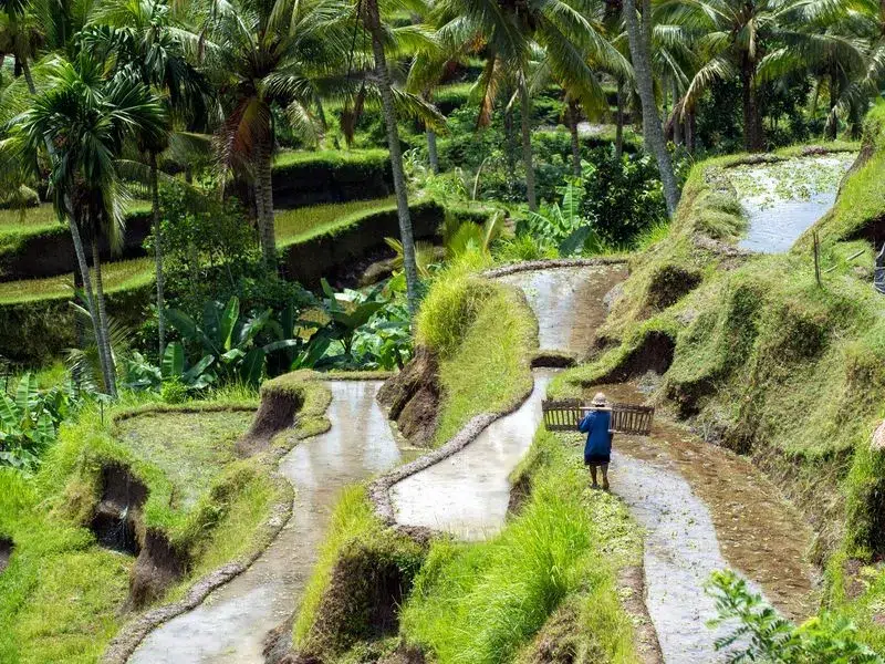 Système d'irrigation subak