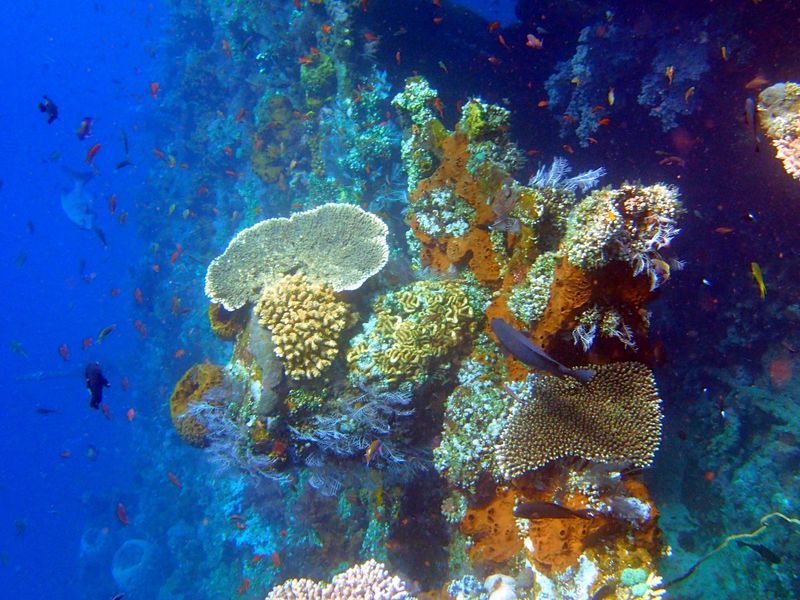 Snorkeling à Tulamben