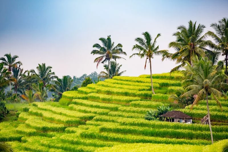 Plantation de café à Munduk