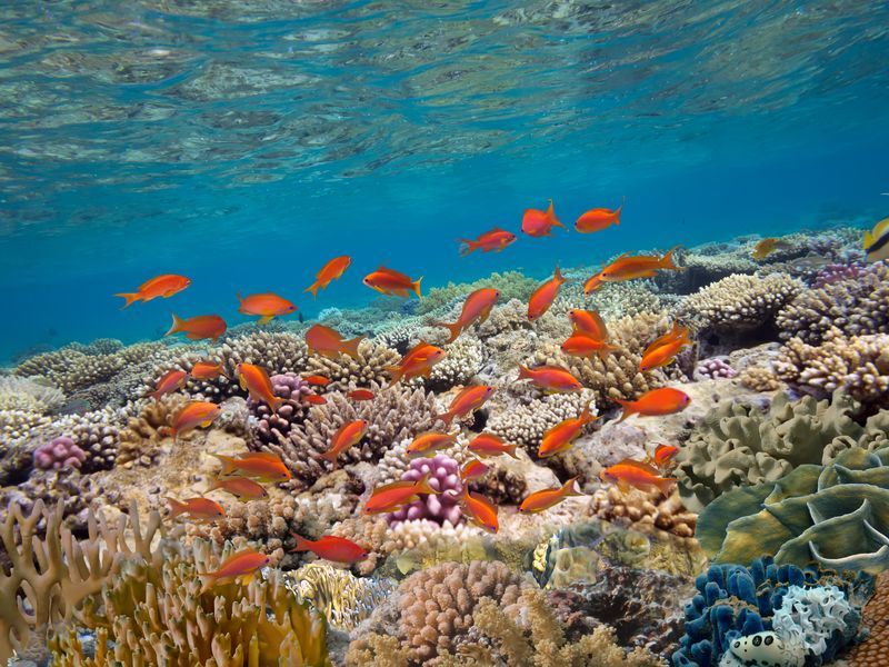Snorkeling à Amed