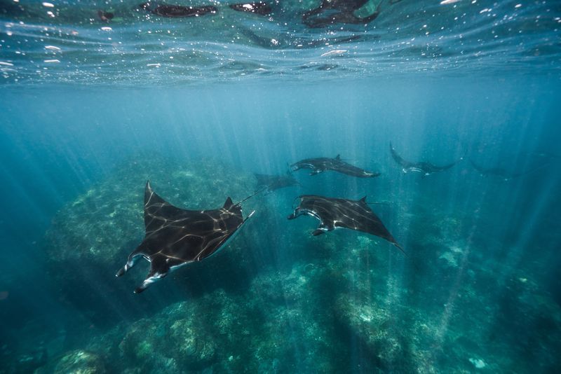 Raies manta à Bali