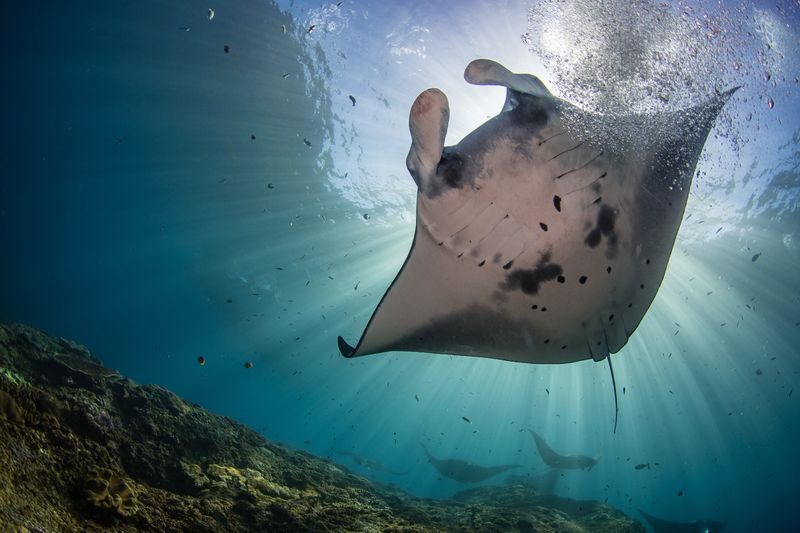 Raie manta à Nusa Penida