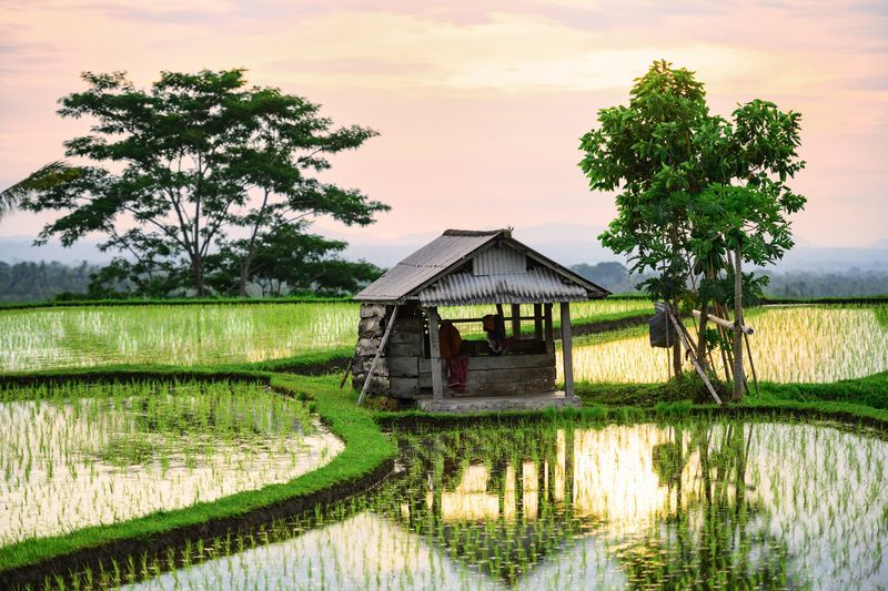 Système d'irrigation Subak à Bali