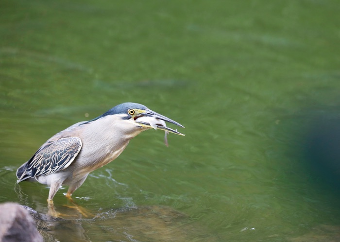Oiseau Mangrove 