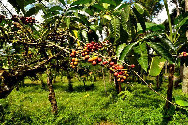 Plantation de café à Bali