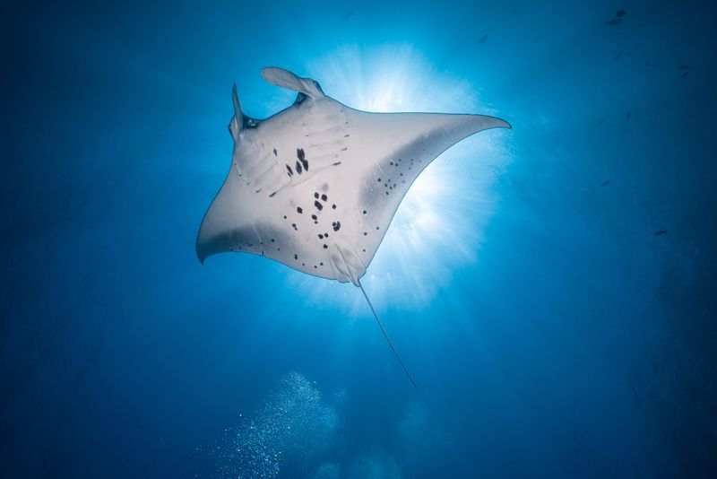 Raie manta à Bali
