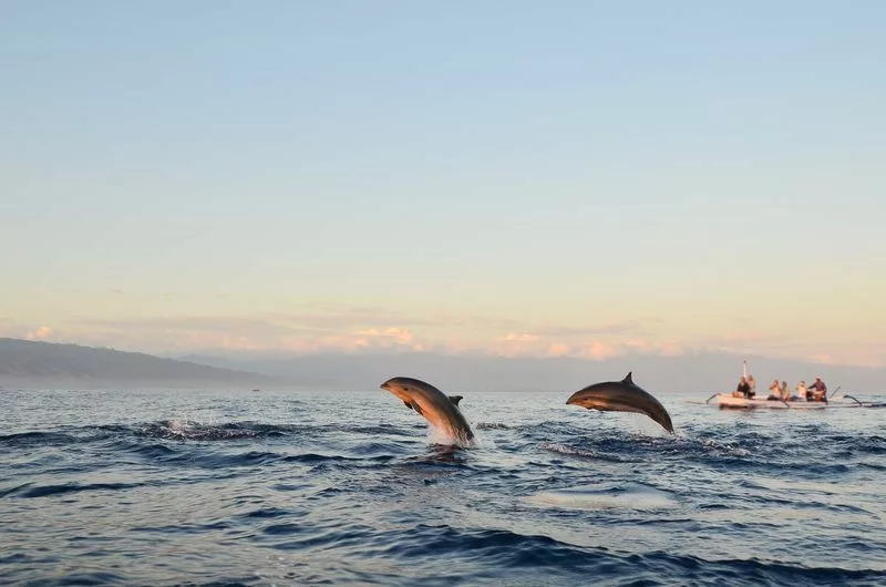 Dauphins à Lovina