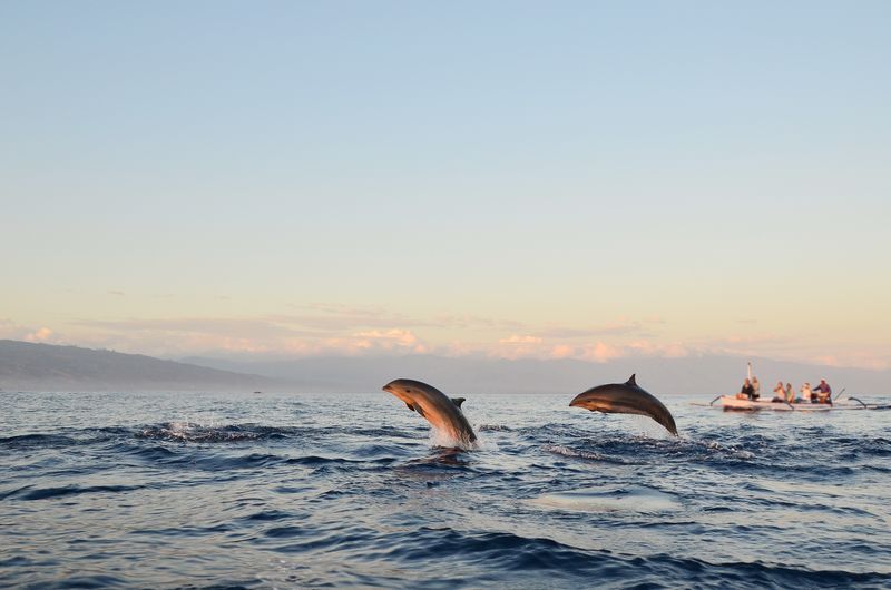 Dauphins à Lovina