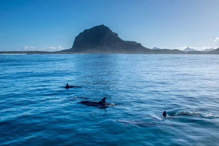 Dauphins Morne Brabant 