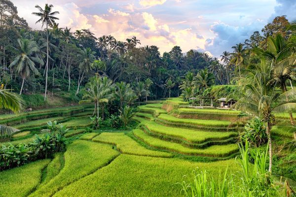 Rizières autour de Canggu Bali