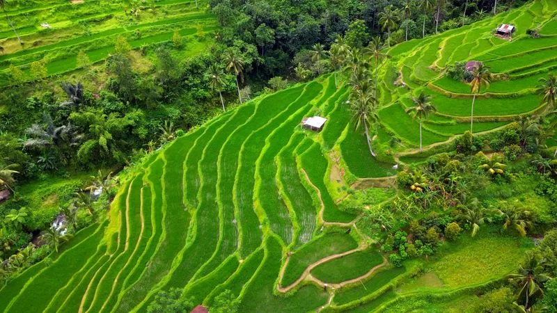 Plantation de café à Munduk