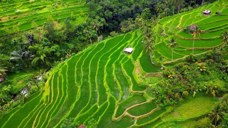 Rizières à Munduk Bali