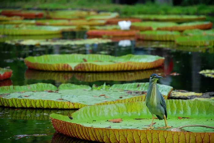 Jardin botanique de Pamplemousse : une parenthèse nature à l’île Maurice
