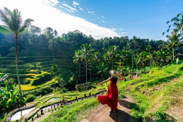 Rizières autour de Canggu Bali