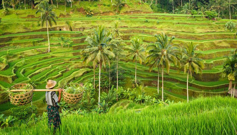 Rizières à Bali