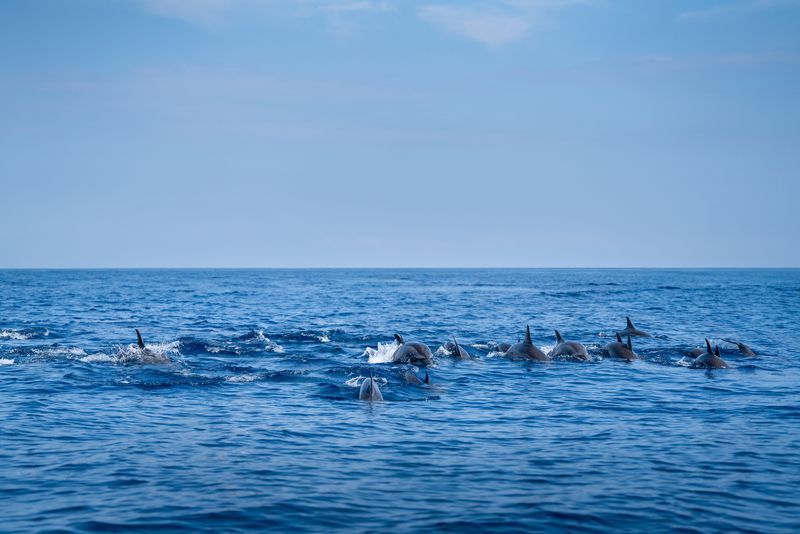 Dauphins à Lovina