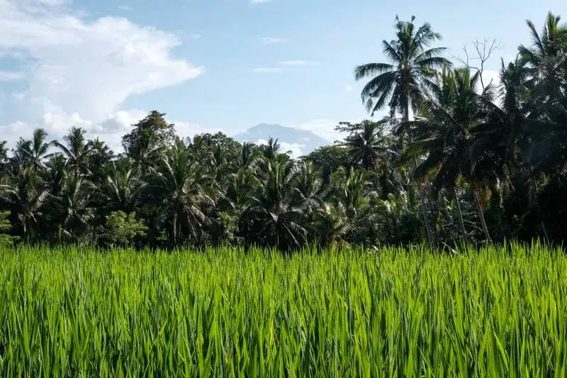 Subak Juwuk Manis