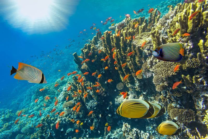 Snorkeling à Nusa Lembongan