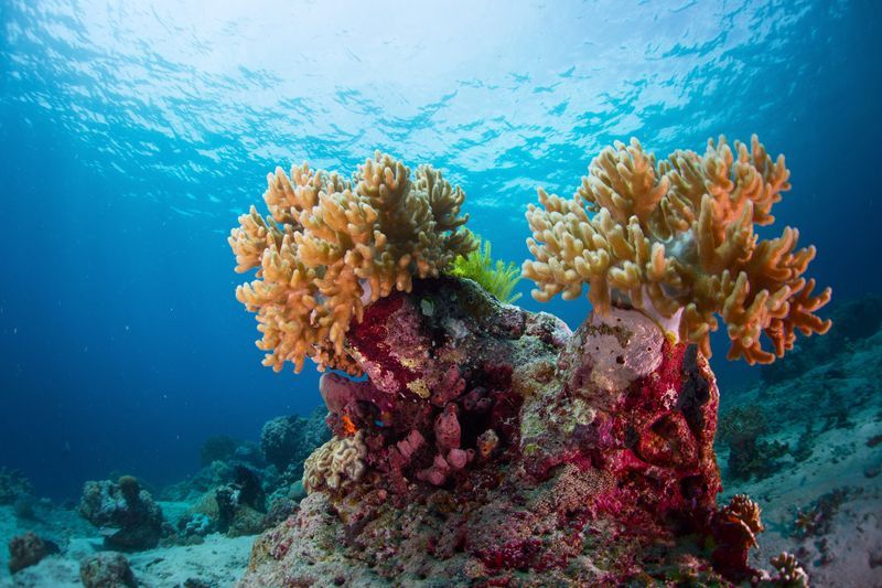 Snorkeling à Menjangan