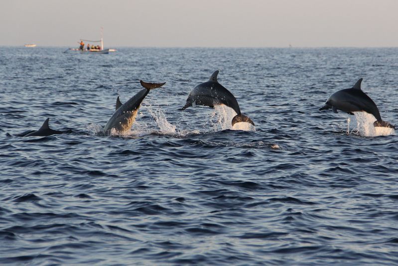 Dauphins à Lovina Bali