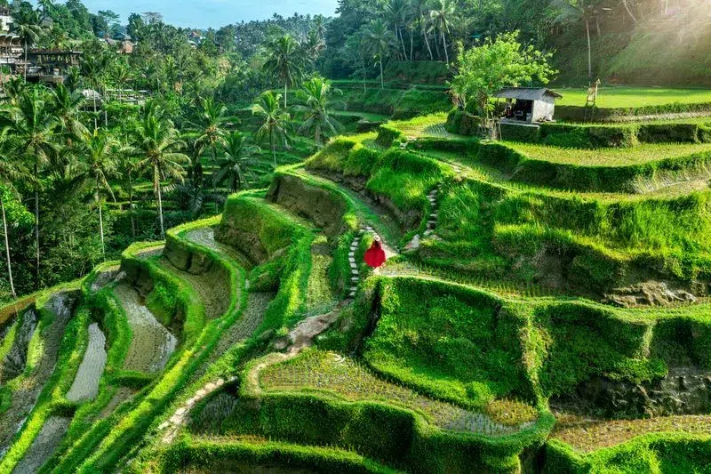 Système d'irrigation subak