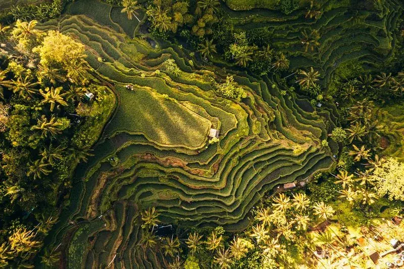 Rizières de Tegallalang