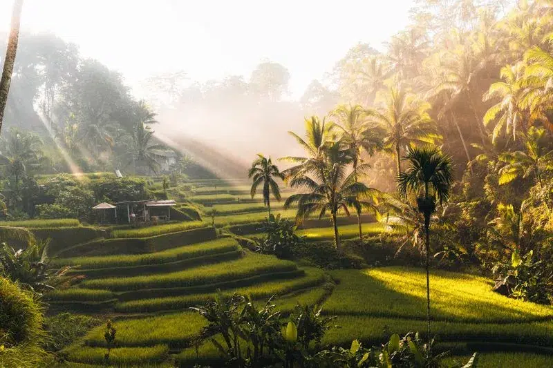 Rizières Ubud