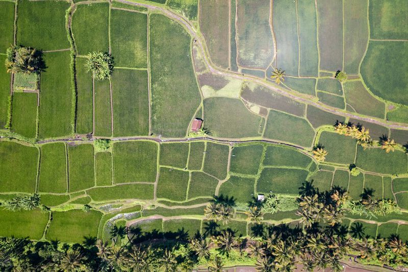 Système d'irrigation Subak à Bali