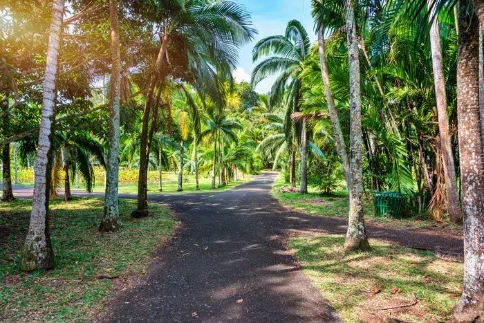 Jardin botanique de Pamplemousse : une parenthèse nature à l’île Maurice